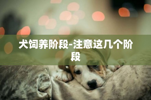 犬飼養階段-注意這幾個階段