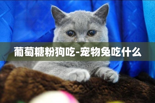 葡萄糖粉狗吃-寵物兔吃什么