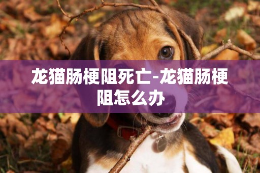 龍貓腸梗阻死亡-龍貓腸梗阻怎么辦