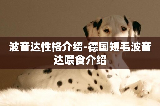 波音達性格介紹-德國短毛波音達喂食介紹