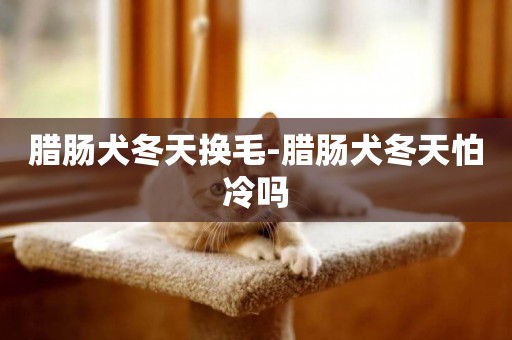 臘腸犬冬天換毛-臘腸犬冬天怕冷嗎