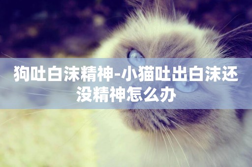 狗吐白沫精神-小貓吐出白沫還沒精神怎么辦