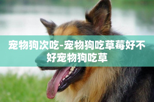 寵物狗次吃-寵物狗吃草莓好不好寵物狗吃草