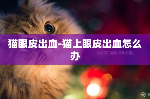 貓眼皮出血-貓上眼皮出血怎么辦