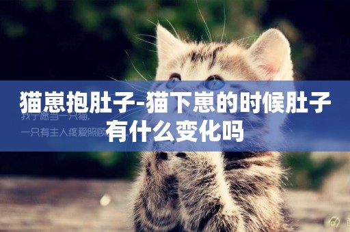 貓崽抱肚子-貓下崽的時候肚子有什么變化嗎