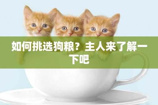 如何挑選狗糧？主人來了解一下吧