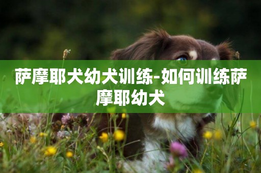 薩摩耶犬幼犬訓練-如何訓練薩摩耶幼犬