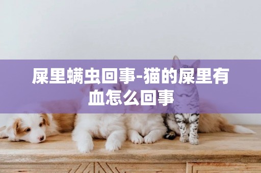 屎里螨蟲回事-貓的屎里有血怎么回事