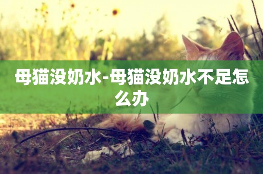 母貓沒奶水-母貓沒奶水不足怎么辦
