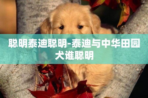 聰明泰迪聰明-泰迪與中華田園犬誰聰明