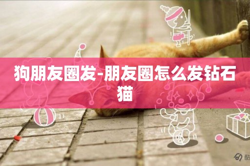 狗朋友圈發-朋友圈怎么發鉆石貓