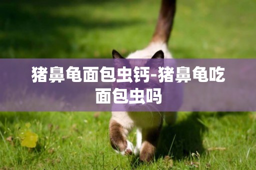 豬鼻龜面包蟲鈣-豬鼻龜吃面包蟲嗎