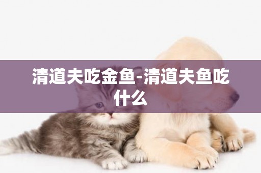清道夫吃金魚-清道夫魚吃什么