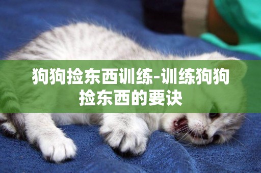 狗狗撿東西訓練-訓練狗狗撿東西的要訣
