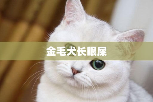 金毛犬長眼屎