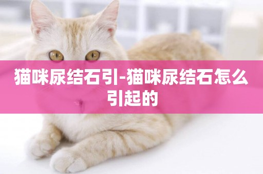 貓咪尿結石引-貓咪尿結石怎么引起的