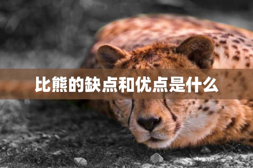 比熊的缺點和優點是什么