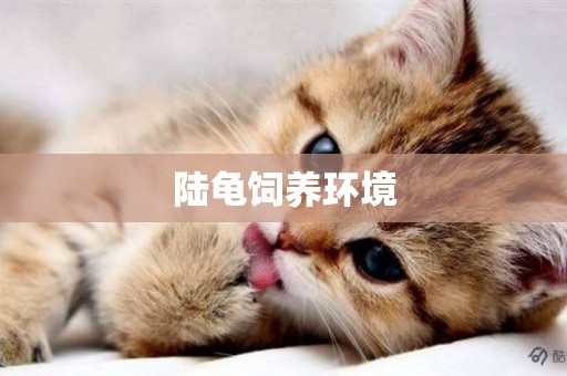 陸龜飼養環境