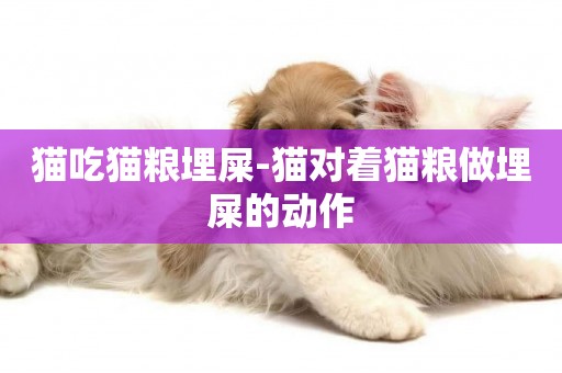 貓吃貓糧埋屎-貓對著貓糧做埋屎的動作