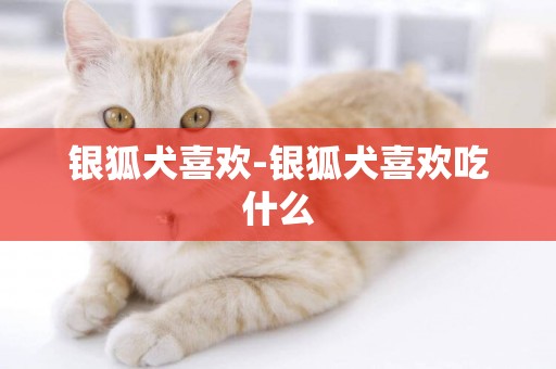 銀狐犬喜歡-銀狐犬喜歡吃什么