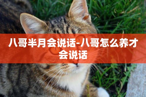 八哥半月會說話-八哥怎么養才會說話