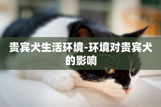 貴賓犬生活環境-環境對貴賓犬的影響