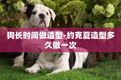 狗長時間做造型-約克夏造型多久做一次