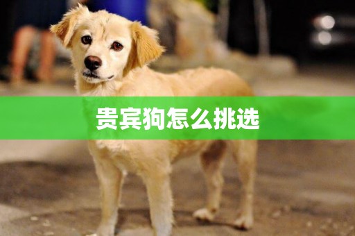 貴賓狗怎么挑選