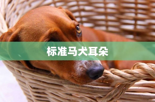 標準馬犬耳朵