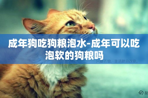 成年狗吃狗糧泡水-成年可以吃泡軟的狗糧嗎
