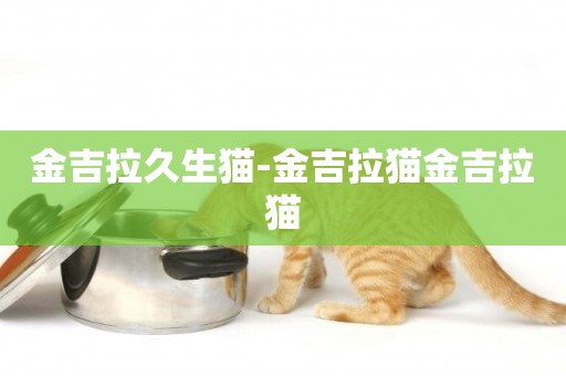 金吉拉久生貓-金吉拉貓金吉拉貓