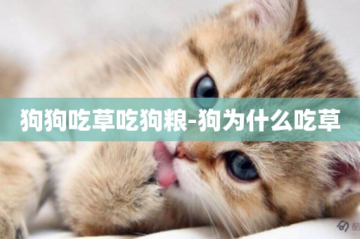 狗狗吃草吃狗糧-狗為什么吃草