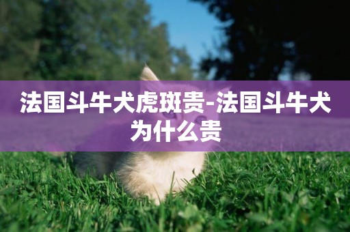 法國斗牛犬虎斑貴-法國斗牛犬為什么貴