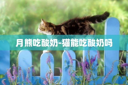 月熊吃酸奶-貓能吃酸奶嗎