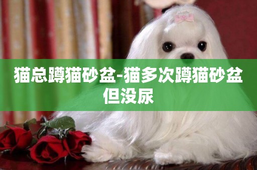 貓總蹲貓砂盆-貓多次蹲貓砂盆但沒尿