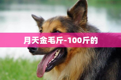 月天金毛斤-100斤的