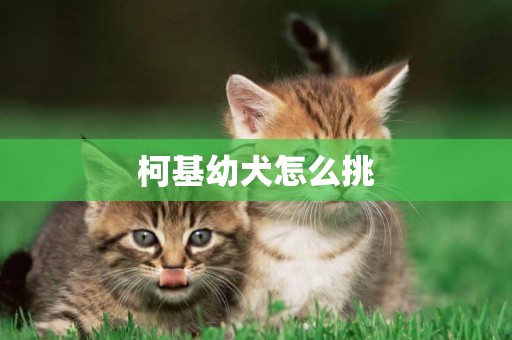 柯基幼犬怎么挑
