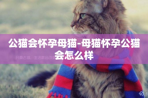 公貓會懷孕母貓-母貓懷孕公貓會怎么樣