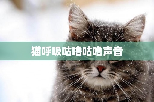 貓呼吸咕嚕咕嚕聲音