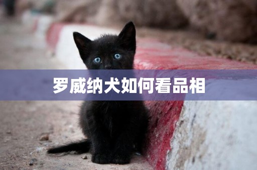 羅威納犬如何看品相