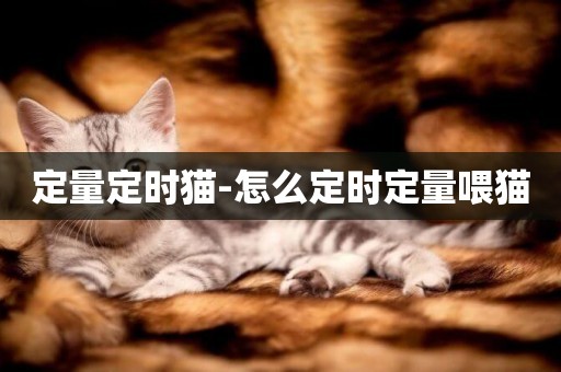 定量定時貓-怎么定時定量喂貓