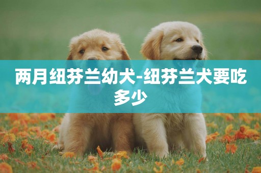 兩月紐芬蘭幼犬-紐芬蘭犬要吃多少