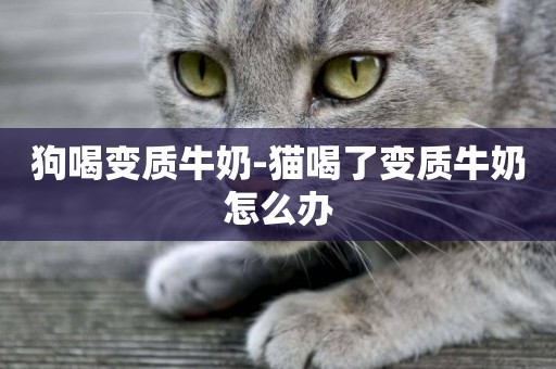 狗喝變質牛奶-貓喝了變質牛奶怎么辦