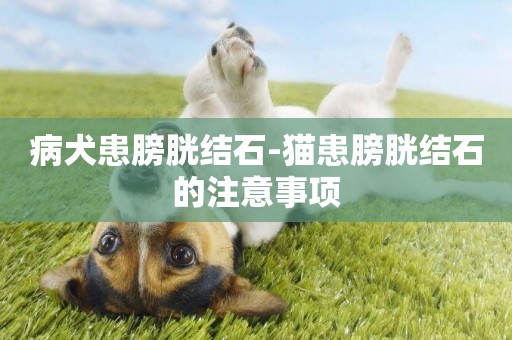 病犬患膀胱結石-貓患膀胱結石的注意事項