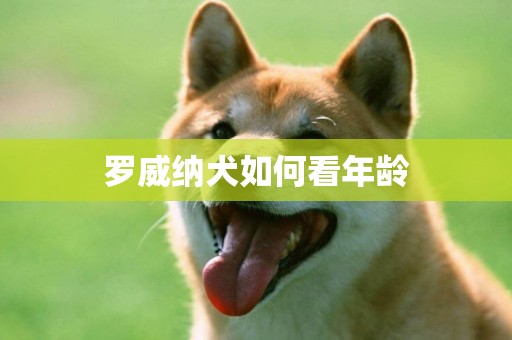 羅威納犬如何看年齡
