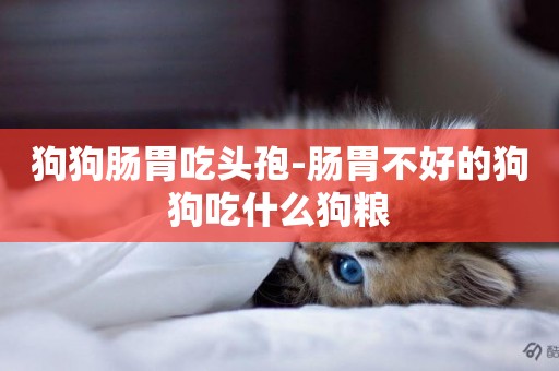 狗狗腸胃吃頭孢-腸胃不好的狗狗吃什么狗糧