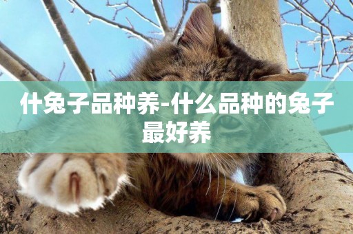 什兔子品種養-什么品種的兔子最好養