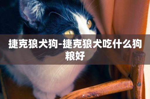 捷克狼犬狗-捷克狼犬吃什么狗糧好