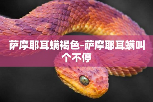 薩摩耶耳螨褐色-薩摩耶耳螨叫個不停