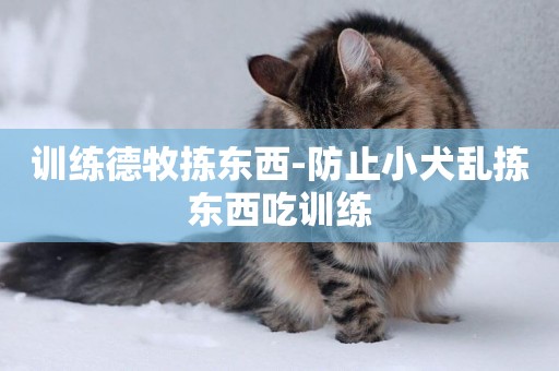 訓練德牧揀東西-防止小犬亂揀東西吃訓練